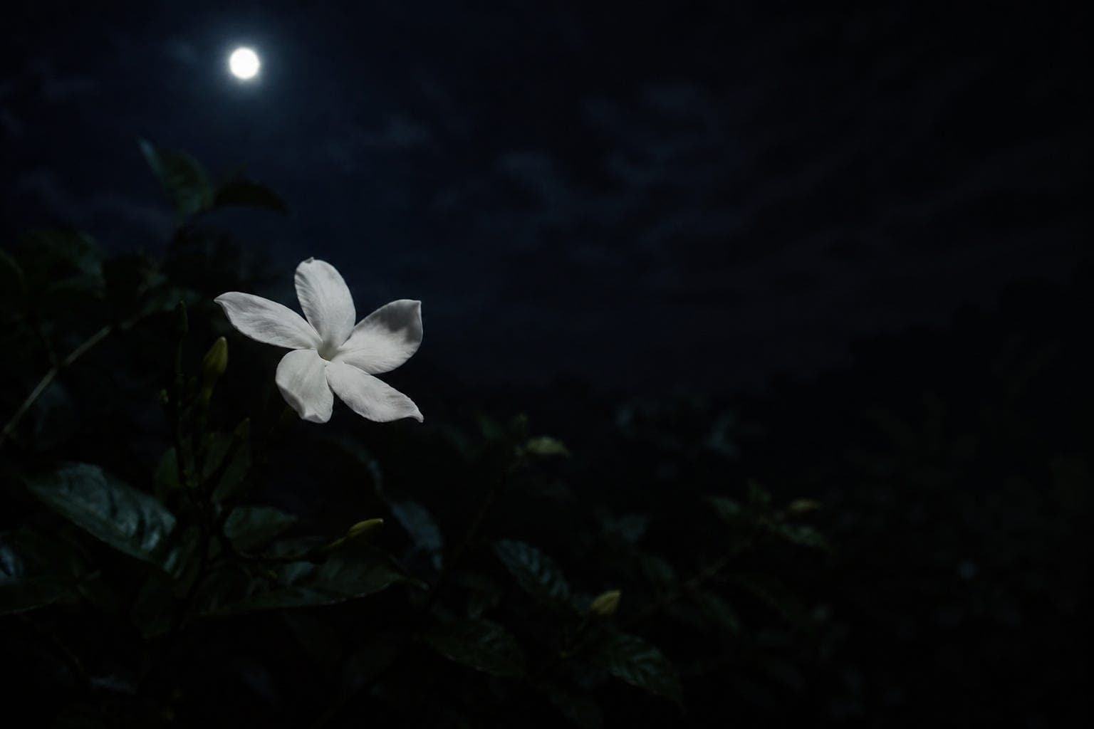 O jasmine